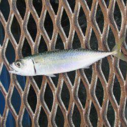 オリジナルメーカー海づり公園(市原市海づり施設) 釣果