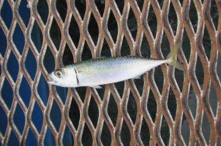 オリジナルメーカー海づり公園(市原市海づり施設) 釣果