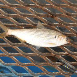 オリジナルメーカー海づり公園(市原市海づり施設) 釣果
