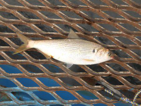 オリジナルメーカー海づり公園(市原市海づり…