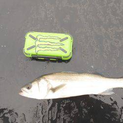 オリジナルメーカー海づり公園(市原市海づり施設) 釣果