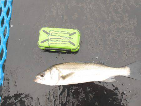 オリジナルメーカー海づり公園(市原市海づり施設) 釣果