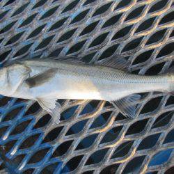 オリジナルメーカー海づり公園(市原市海づり施設) 釣果