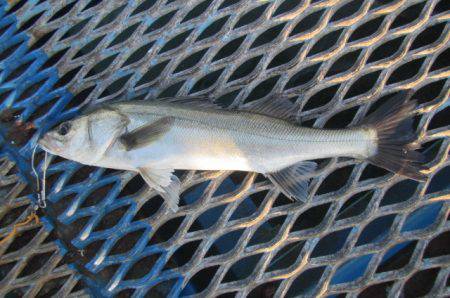 オリジナルメーカー海づり公園(市原市海づり…