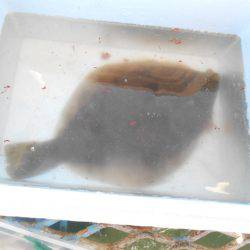 オリジナルメーカー海づり公園(市原市海づり施設) 釣果