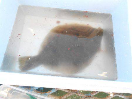 オリジナルメーカー海づり公園(市原市海づり施設) 釣果