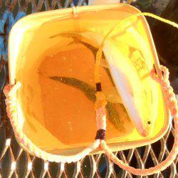 オリジナルメーカー海づり公園(市原市海づり施設) 釣果