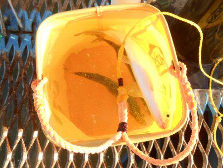 オリジナルメーカー海づり公園(市原市海づり施設) 釣果