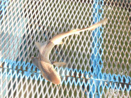 オリジナルメーカー海づり公園(市原市海づり施設) 釣果