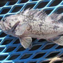 オリジナルメーカー海づり公園(市原市海づり施設) 釣果