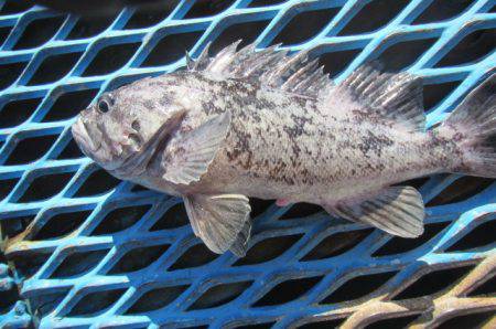 オリジナルメーカー海づり公園(市原市海づり施設) 釣果