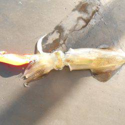 オリジナルメーカー海づり公園(市原市海づり施設) 釣果