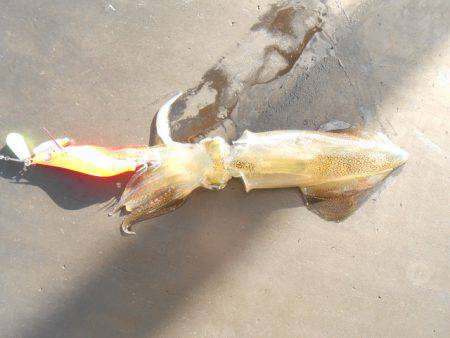 オリジナルメーカー海づり公園(市原市海づり施設) 釣果