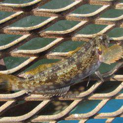 オリジナルメーカー海づり公園(市原市海づり施設) 釣果