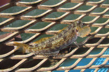 オリジナルメーカー海づり公園(市原市海づり施設) 釣果