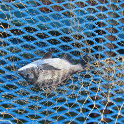 オリジナルメーカー海づり公園(市原市海づり施設) 釣果