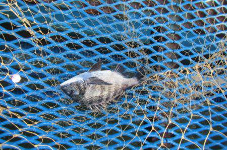 オリジナルメーカー海づり公園(市原市海づり施設) 釣果