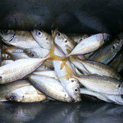 大阪南港海つり公園 釣果