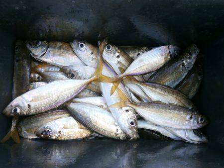 大阪南港海つり公園 釣果