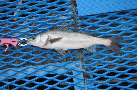 オリジナルメーカー海づり公園(市原市海づり…
