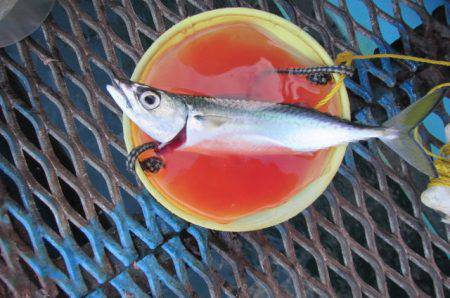 オリジナルメーカー海づり公園(市原市海づり施設) 釣果