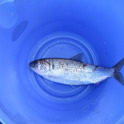 オリジナルメーカー海づり公園(市原市海づり施設) 釣果