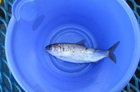 オリジナルメーカー海づり公園(市原市海づり施設) 釣果