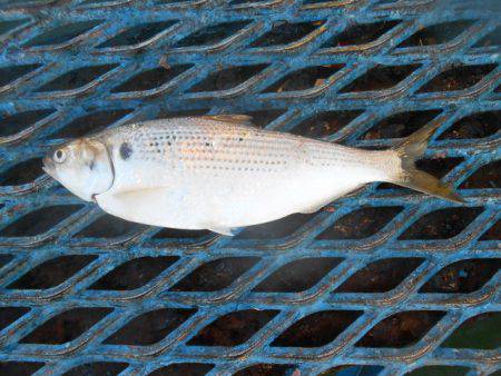 オリジナルメーカー海づり公園(市原市海づり…
