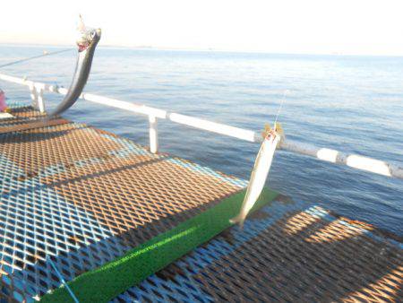 オリジナルメーカー海づり公園(市原市海づり施設) 釣果