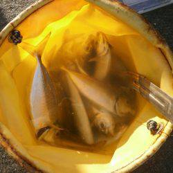 大阪南港海つり公園 釣果