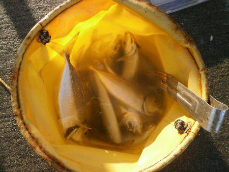 大阪南港海つり公園 釣果