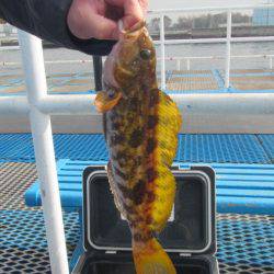 オリジナルメーカー海づり公園(市原市海づり施設) 釣果