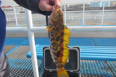 オリジナルメーカー海づり公園(市原市海づり施設) 釣果