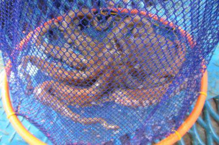 オリジナルメーカー海づり公園(市原市海づり施設) 釣果