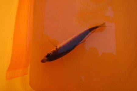 オリジナルメーカー海づり公園(市原市海づり施設) 釣果