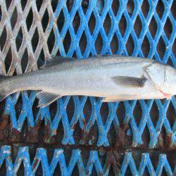 オリジナルメーカー海づり公園(市原市海づり施設) 釣果