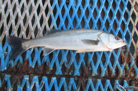 オリジナルメーカー海づり公園(市原市海づり施設) 釣果