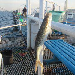 オリジナルメーカー海づり公園(市原市海づり施設) 釣果