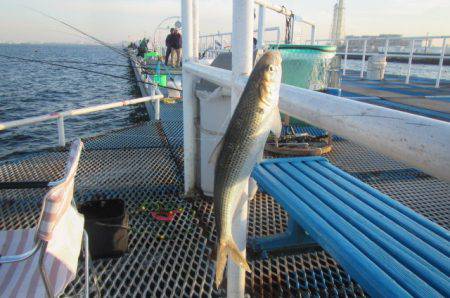 オリジナルメーカー海づり公園(市原市海づり施設) 釣果
