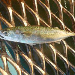 オリジナルメーカー海づり公園(市原市海づり施設) 釣果