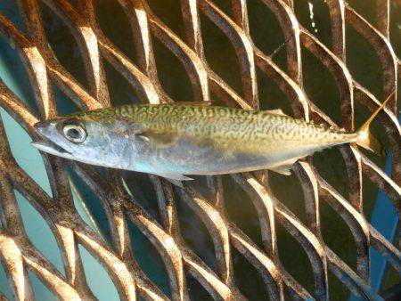 オリジナルメーカー海づり公園(市原市海づり…