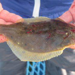 オリジナルメーカー海づり公園(市原市海づり施設) 釣果