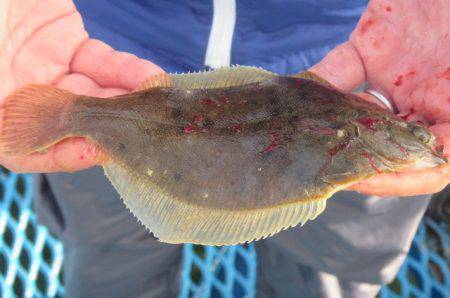 オリジナルメーカー海づり公園(市原市海づり施設) 釣果