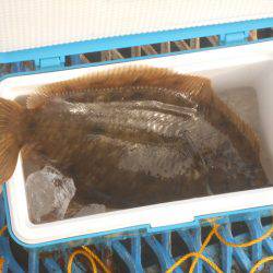 オリジナルメーカー海づり公園(市原市海づり施設) 釣果