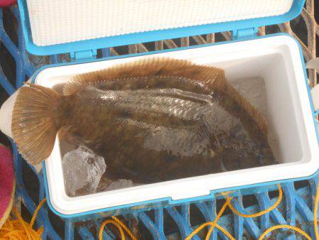 オリジナルメーカー海づり公園(市原市海づり施設) 釣果