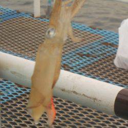 オリジナルメーカー海づり公園(市原市海づり施設) 釣果