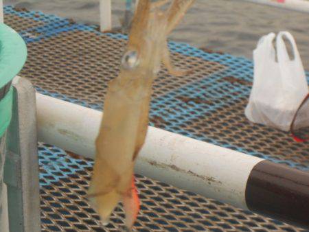 オリジナルメーカー海づり公園(市原市海づり施設) 釣果