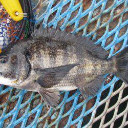 オリジナルメーカー海づり公園(市原市海づり施設) 釣果