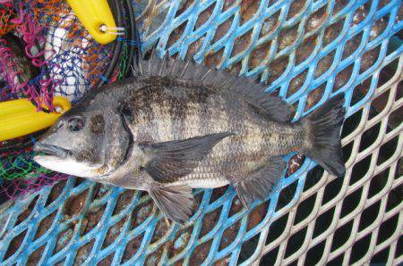 オリジナルメーカー海づり公園(市原市海づり施設) 釣果