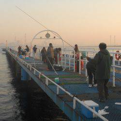 オリジナルメーカー海づり公園(市原市海づり施設) 釣果